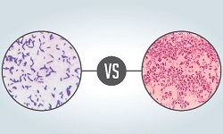 Gram Staining